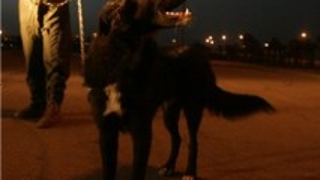 Iraqi Dog Is On Route To US • Nebraska To Rewrite Safe-Haven Law